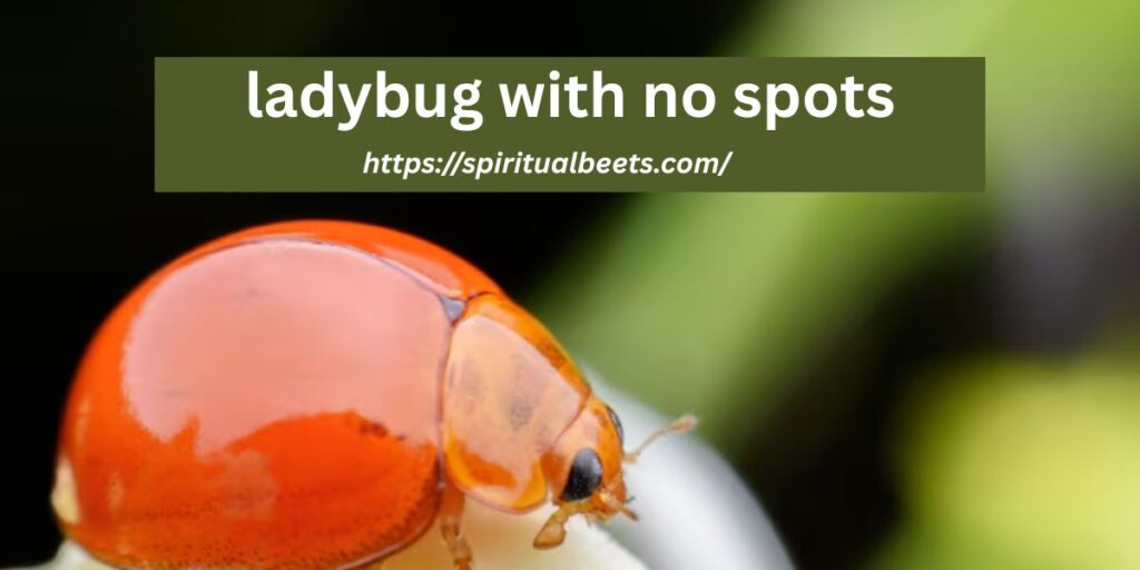 ladybug with no spots