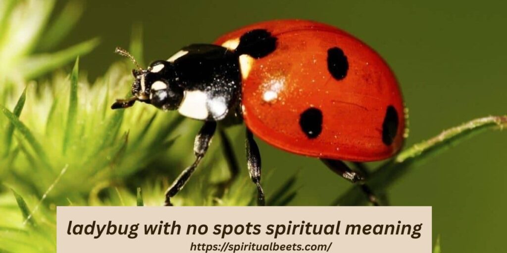 ladybug with no spots spiritual meaning