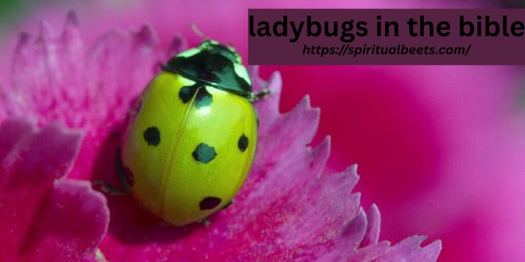 ladybugs in the bible