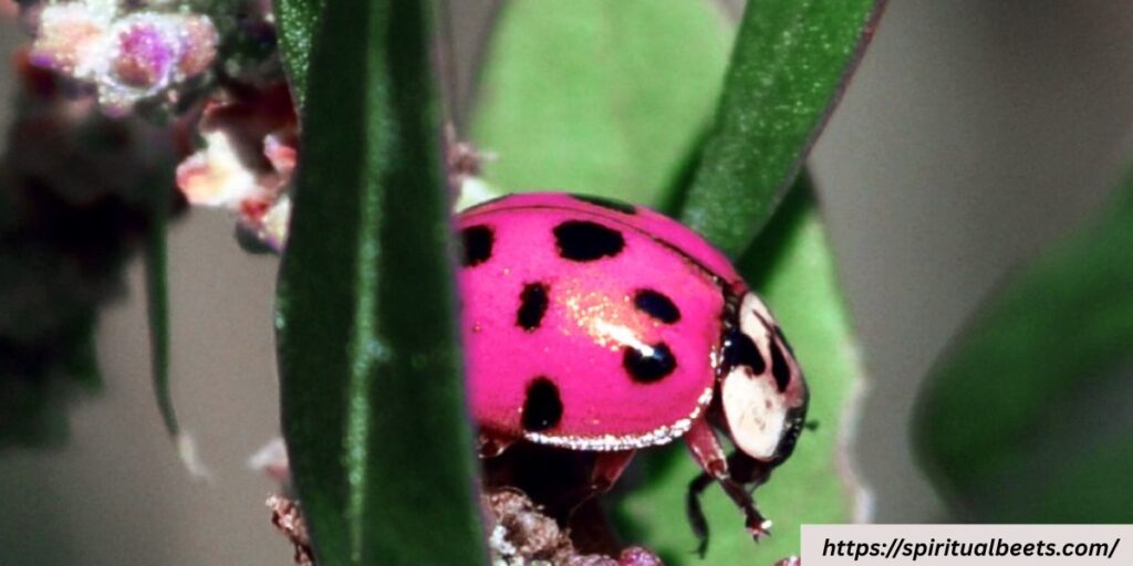 ladybugs meaning spiritual
