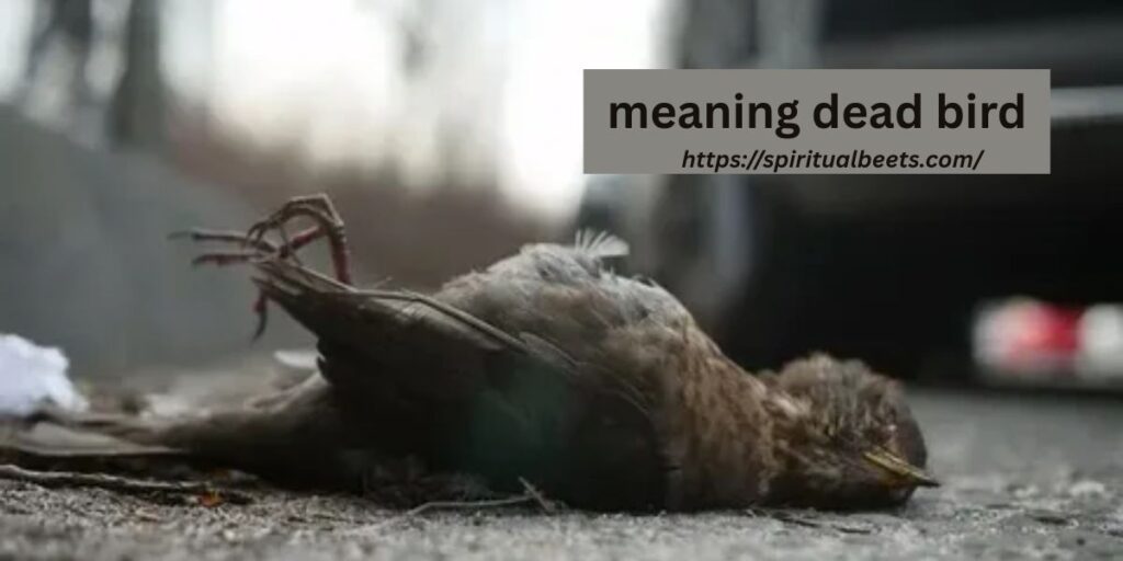 meaning dead bird