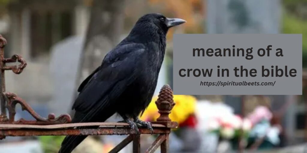meaning of a crow in the bible