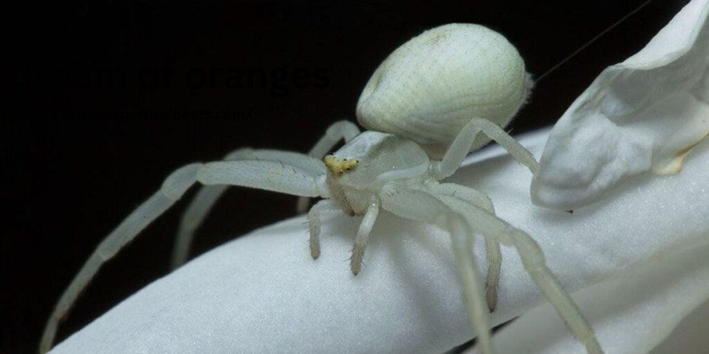 meaning of white spider