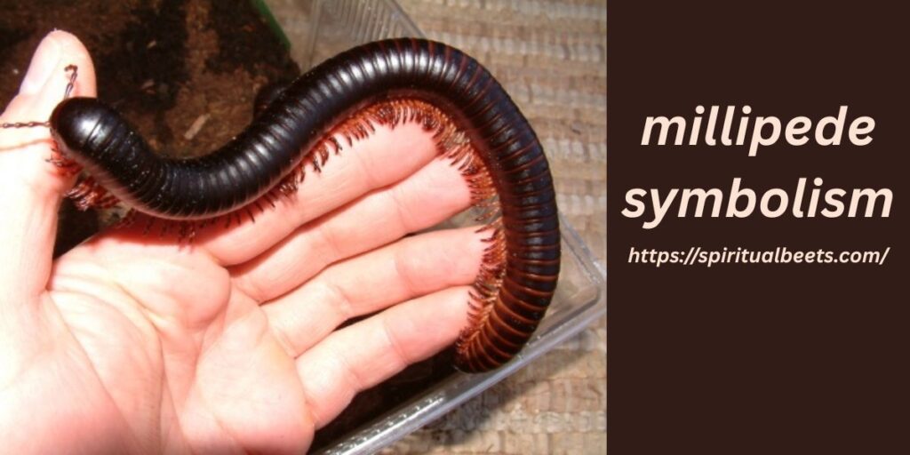 millipede symbolism