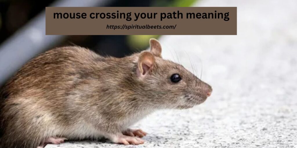 mouse crossing your path meaning