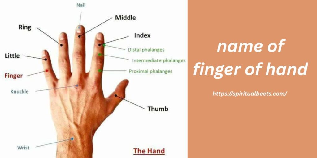 name of finger of hand