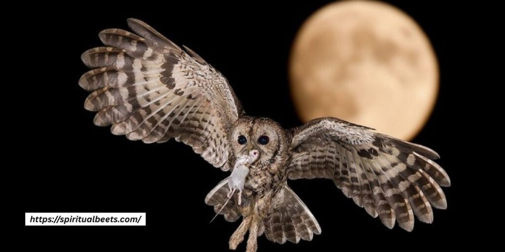 owl in night