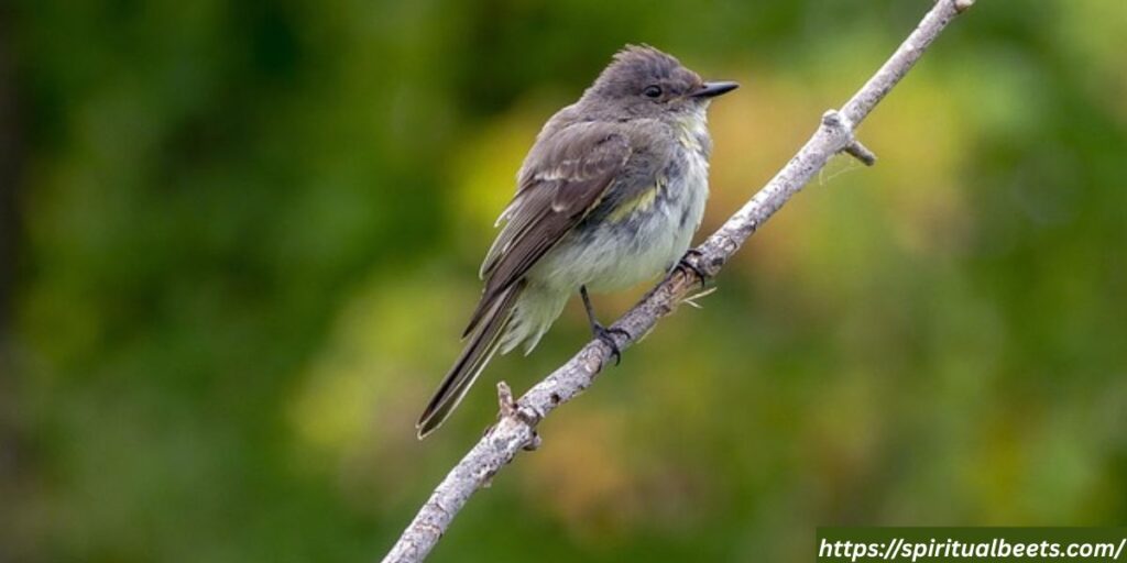 phoebe bird spiritual meaning