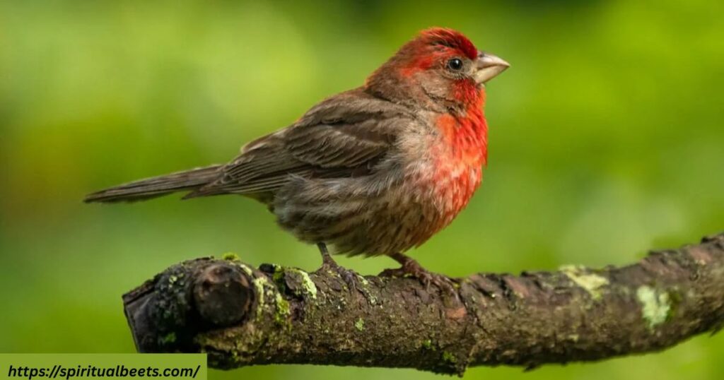 red house finch spiritual meaning