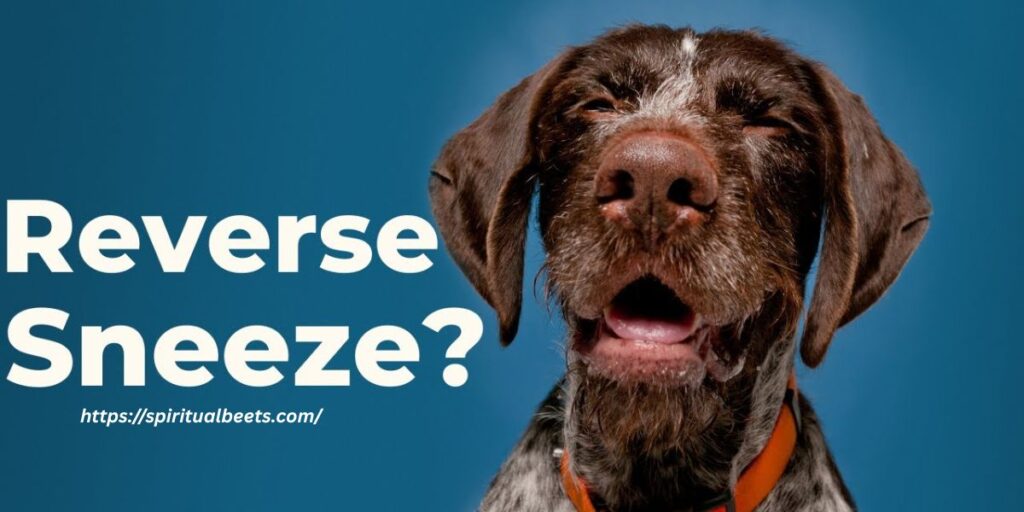 reverse sneezing