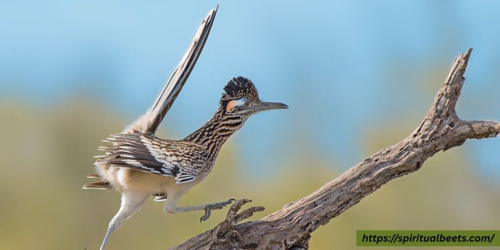 road runner spiritual meaning