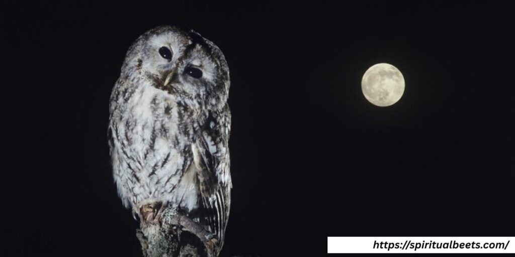 seeing owl at night is good or bad