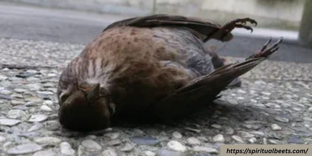 sign of dead bird