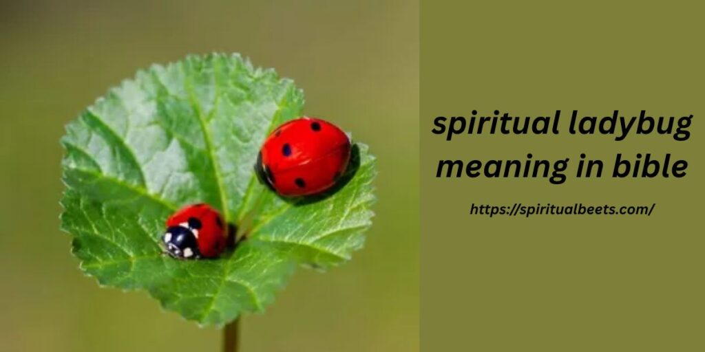 spiritual ladybug meaning in bible