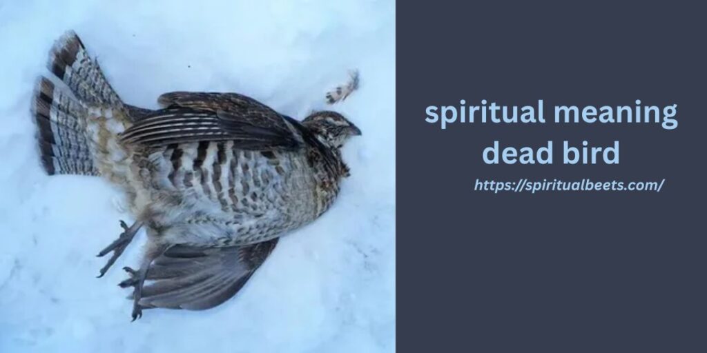 spiritual meaning dead bird