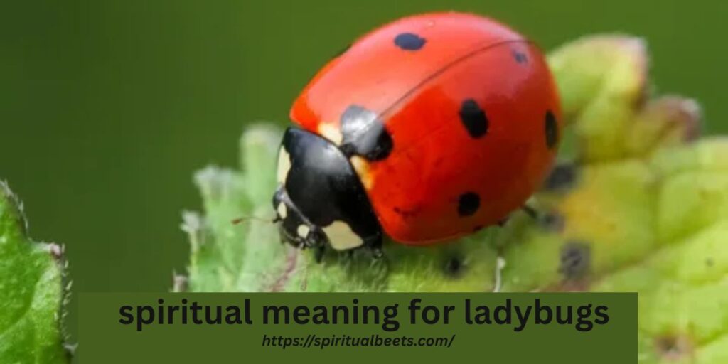spiritual meaning for ladybugs