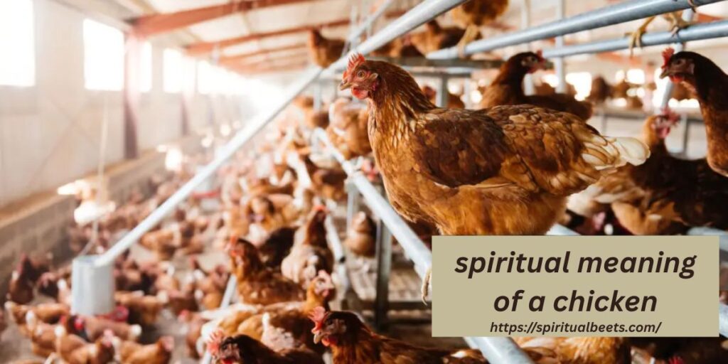 spiritual meaning of a chicken