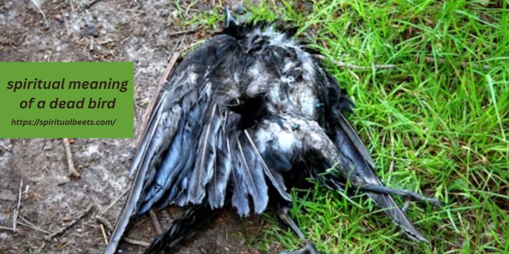 spiritual meaning of a dead bird