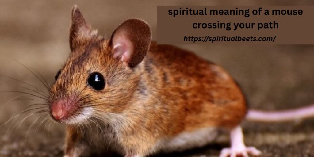 spiritual meaning of a mouse crossing your path