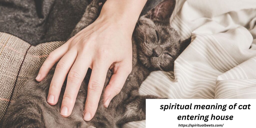 spiritual meaning of cat entering house