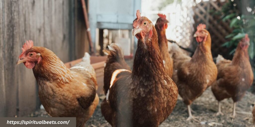 spiritual meaning of chickens