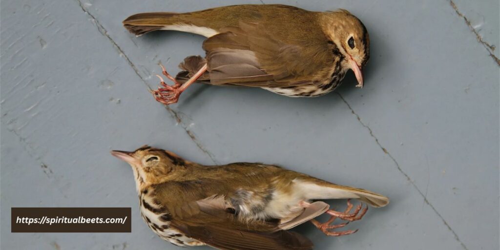 spiritual meaning of dead bird on doorstep christianity
