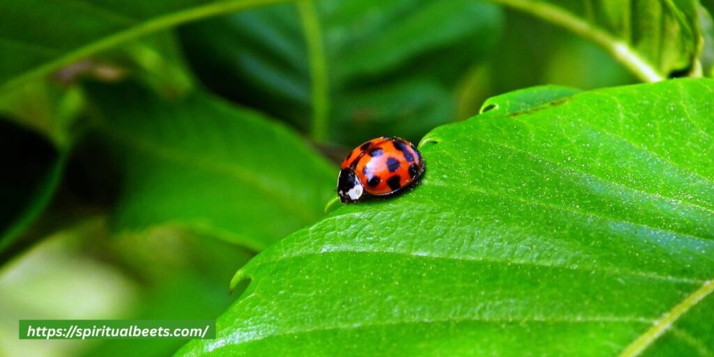 spiritual meaning of lady bugs