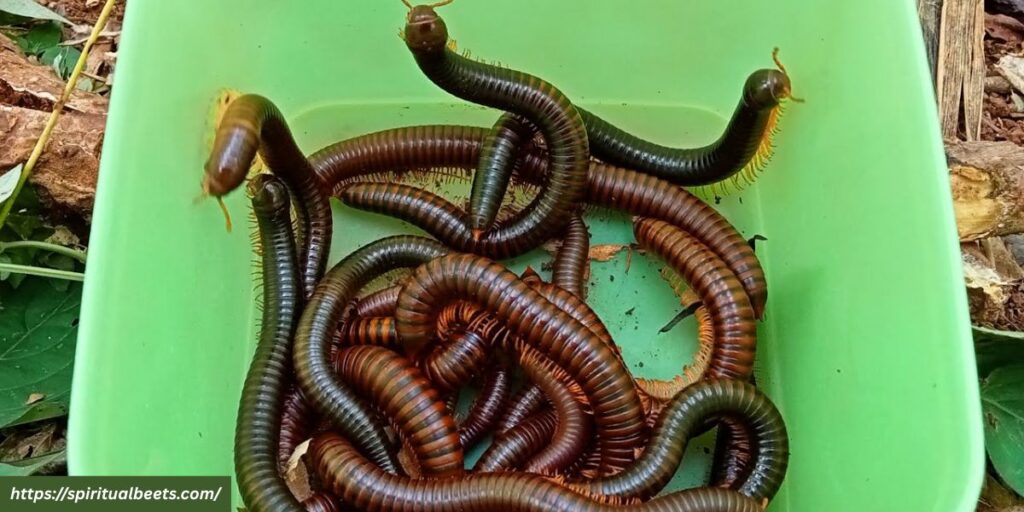 spiritual meaning of millipede in the house christianity