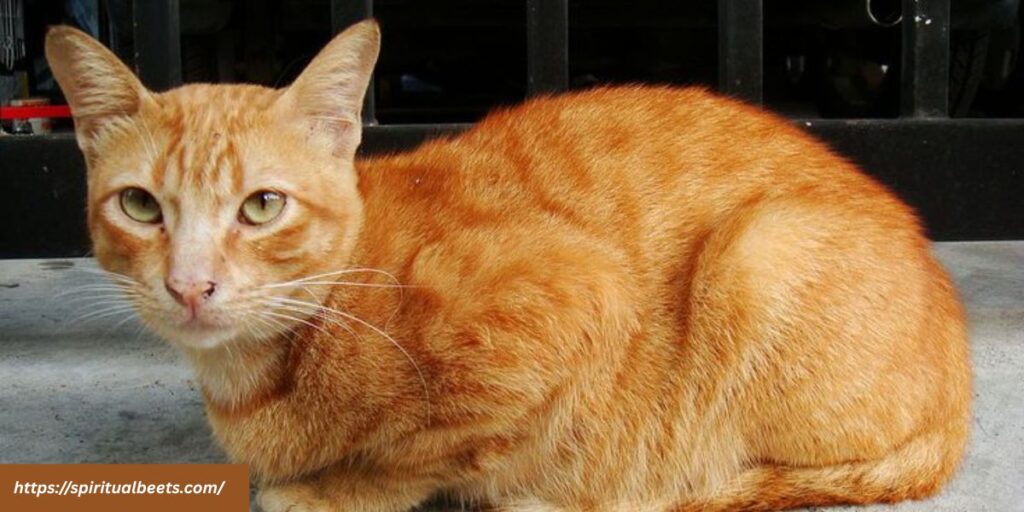 spiritual meaning of orange cat