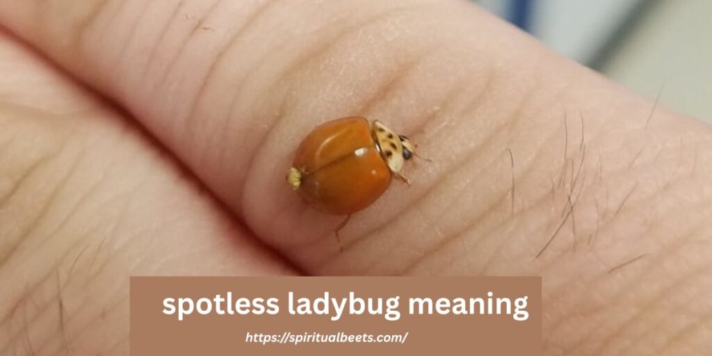 spotless ladybug meaning