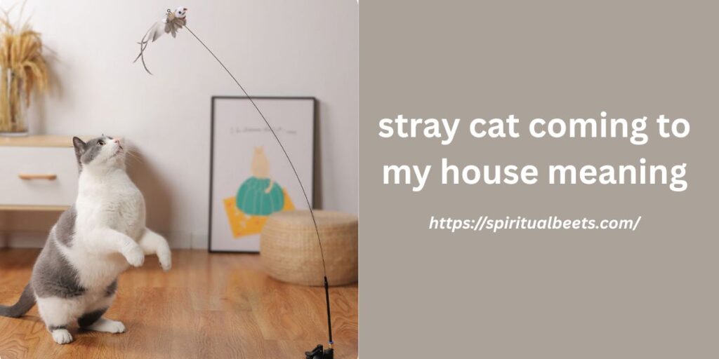 stray cat coming to my house meaning