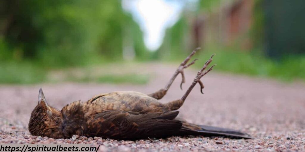 symbolism of a dead bird