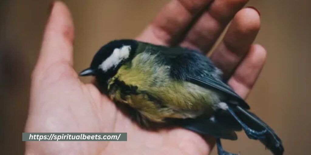 symbolism of dead birds