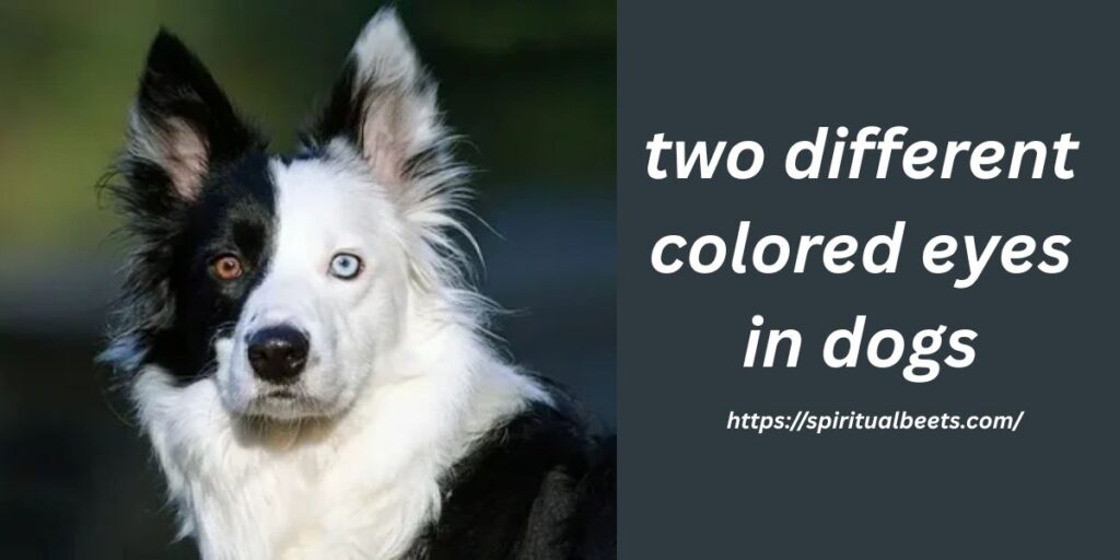two different colored eyes in dogs