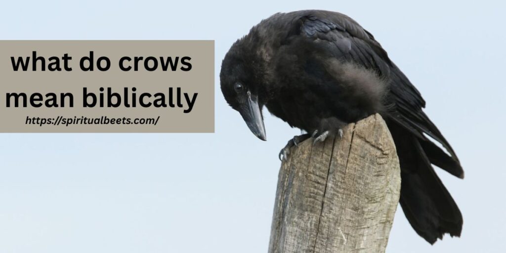 what do crows mean biblically