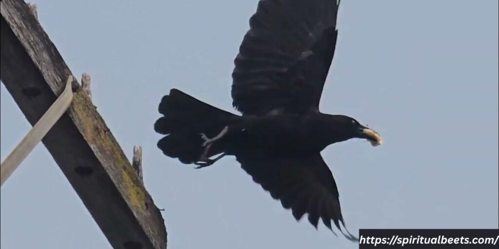 what do crows represent in the bible