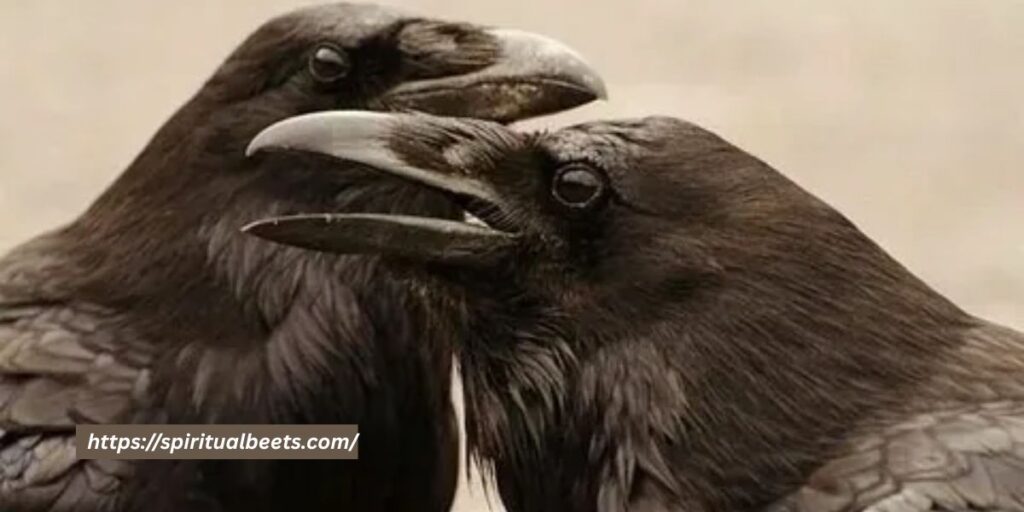 what do crows symbolize in the bible