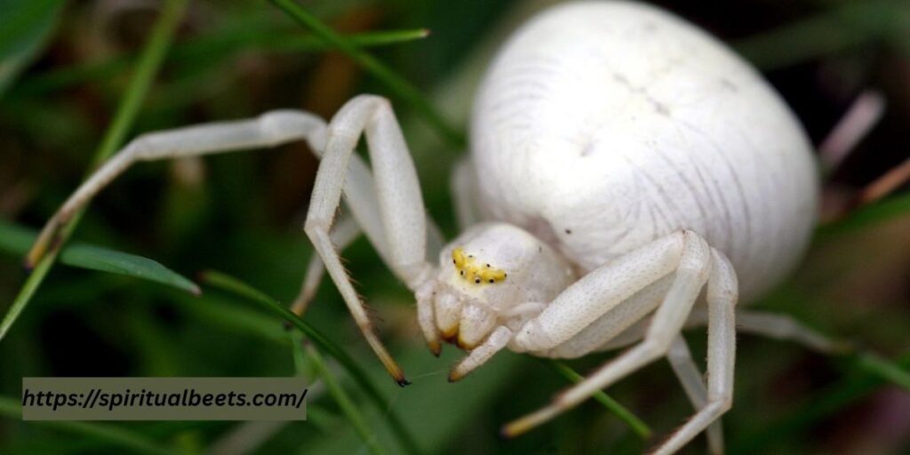 what do meaning of white spider