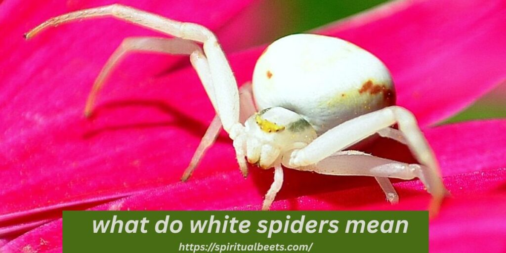 what do white spiders mean