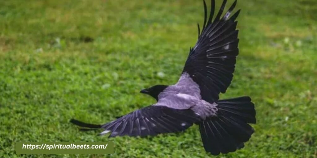 what does a crow symbolize in the bible