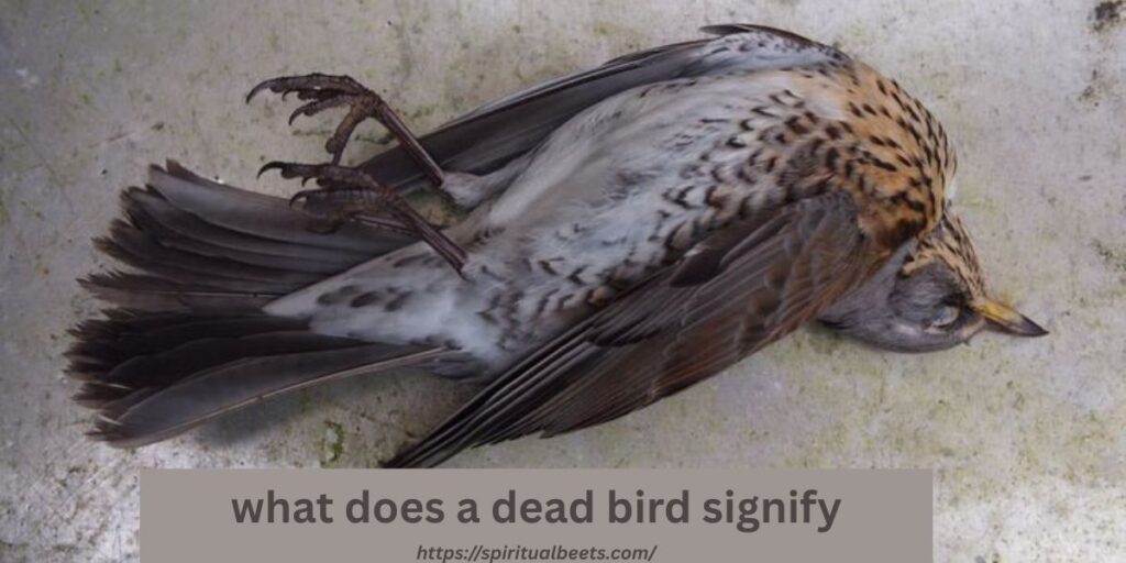 what does a dead bird signify
