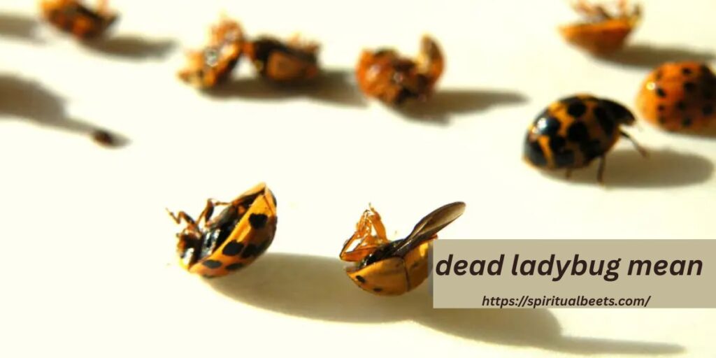 what does a dead ladybug mean