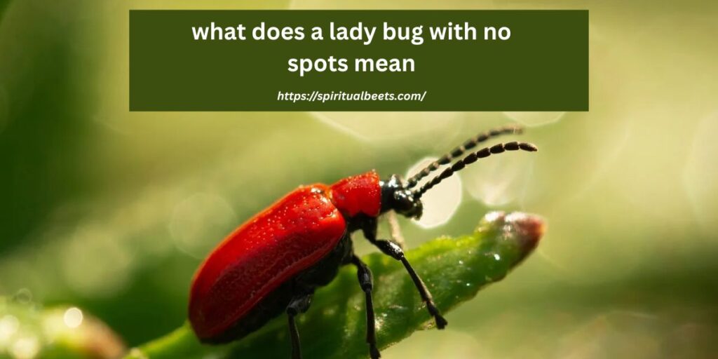 what does a lady bug with no spots mean