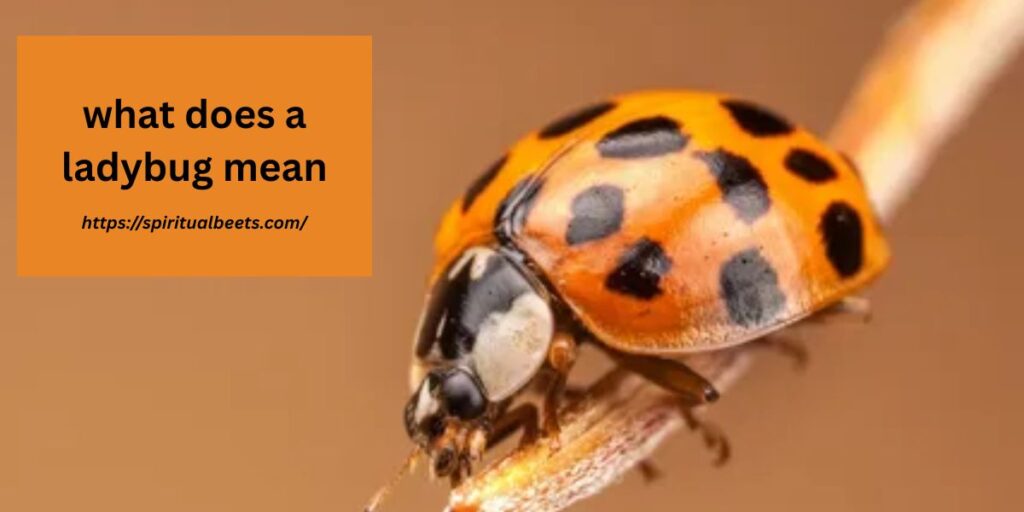what does a ladybug mean