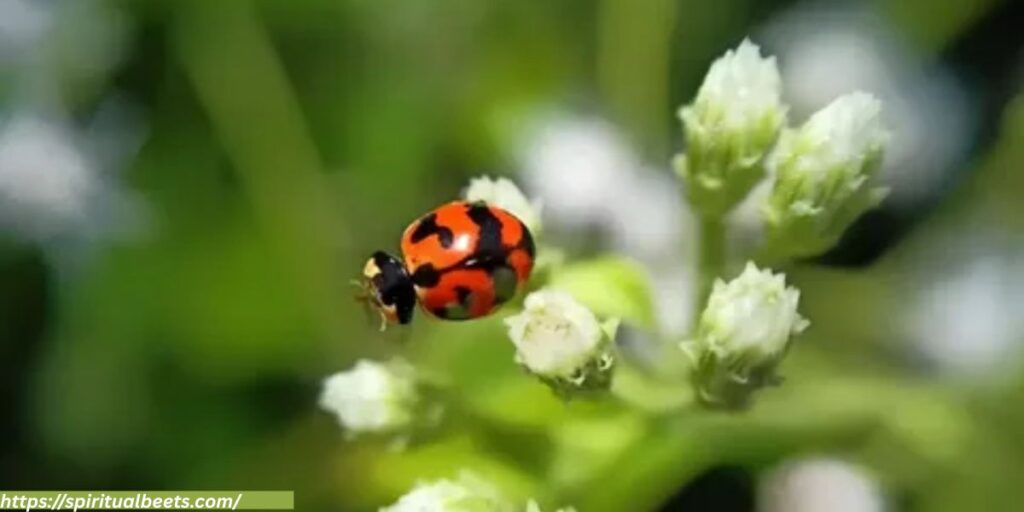 what does it mean if a ladybug has no spots