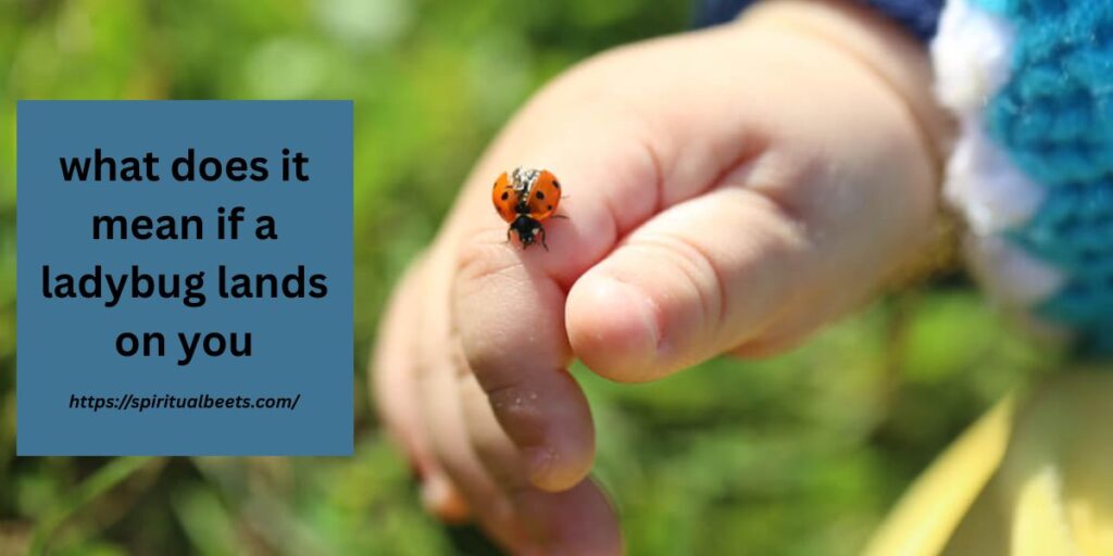 what does it mean if a ladybug lands on you