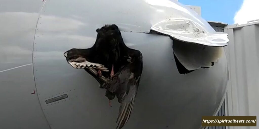 what does it mean when a bird hits your car