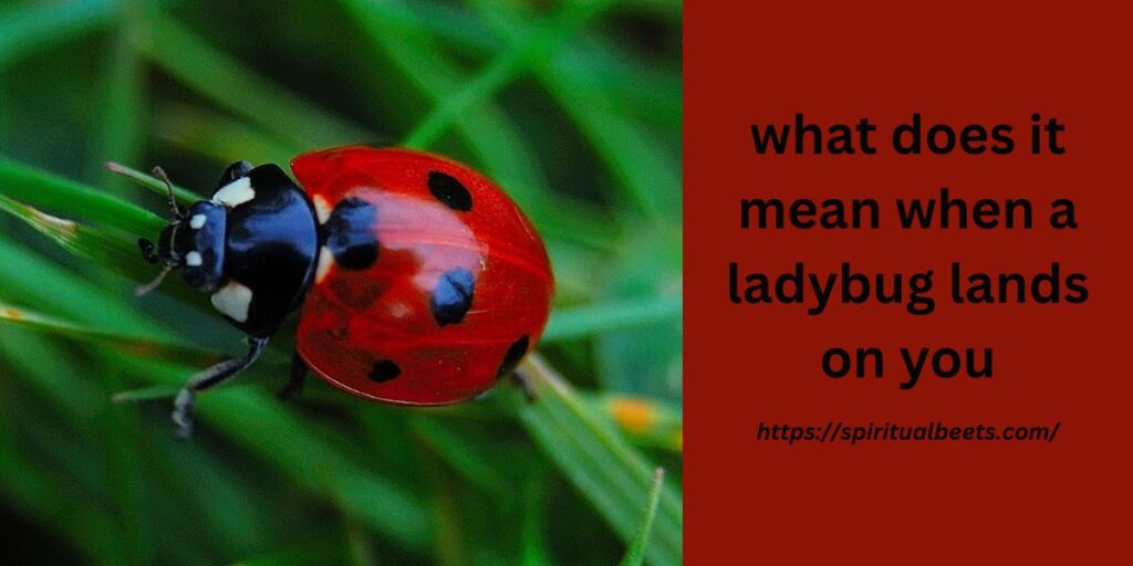 what does it mean when a ladybug lands on you