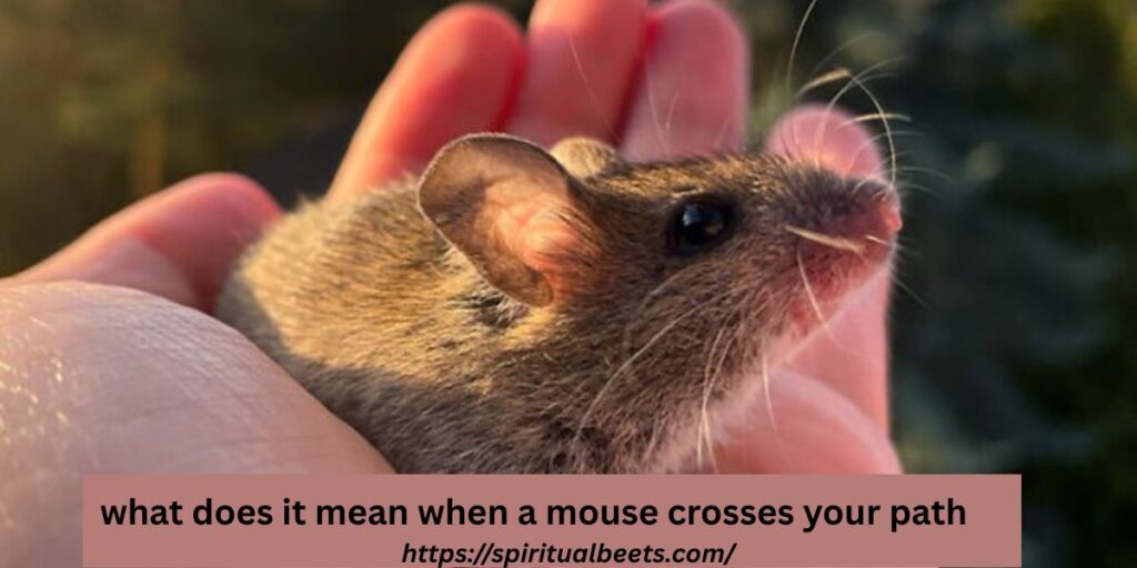 what does it mean when a mouse crosses your path
