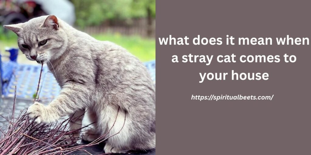 what does it mean when a stray cat comes to your house